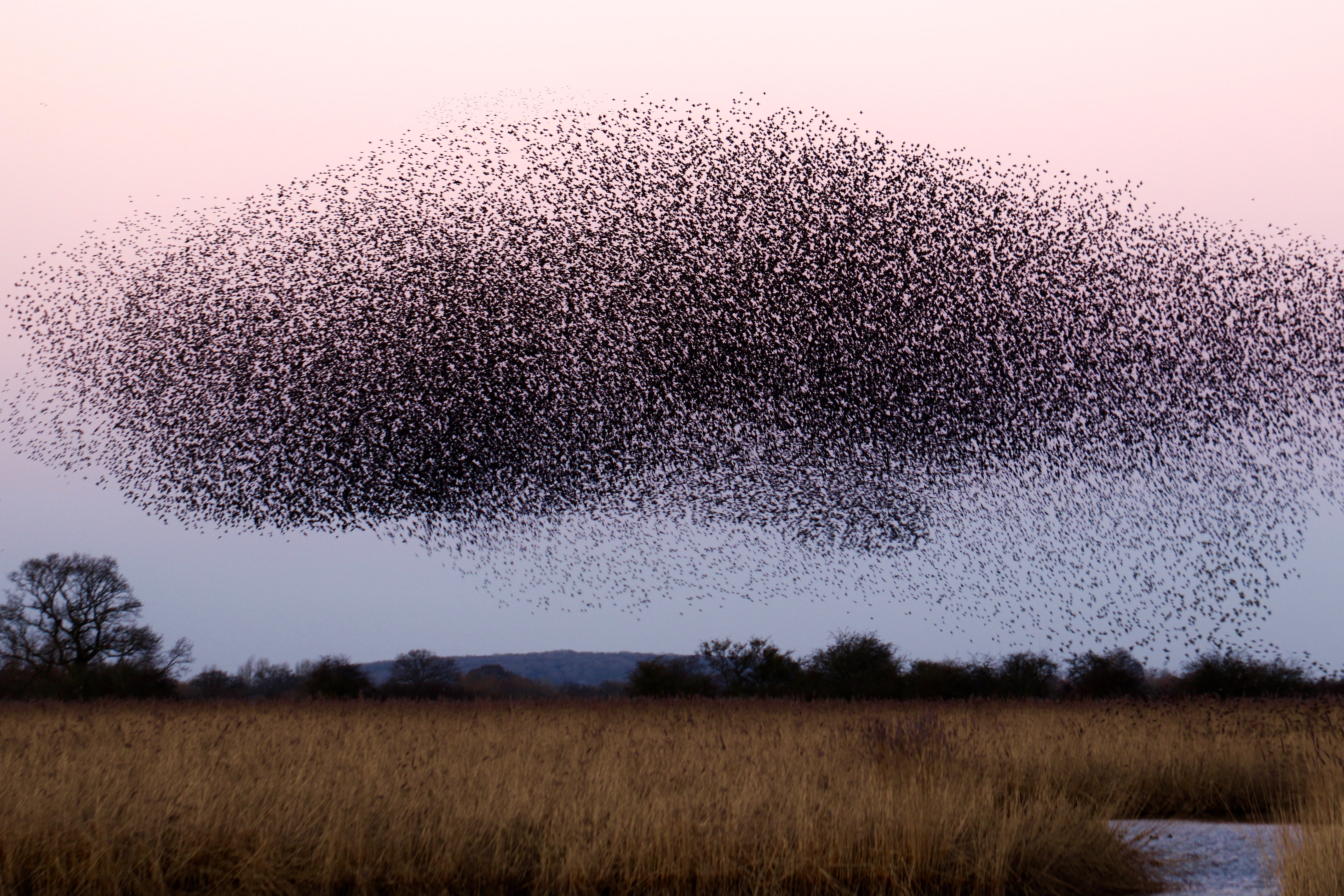 A flock of starlings